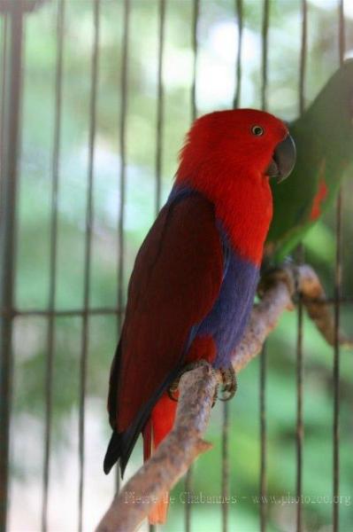 Eclectus parrot