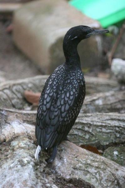 Little black cormorant *