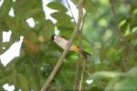 Sooty-headed bulbul