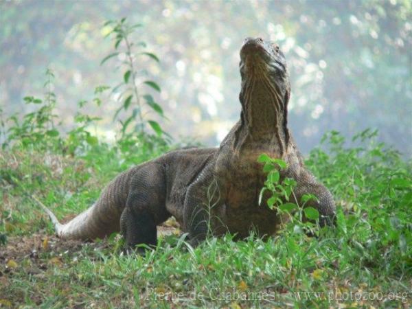 Komodo dragon