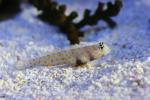 Spotted prawn-goby