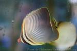 Eastern triangular butterflyfish