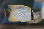 Chevron butterflyfish