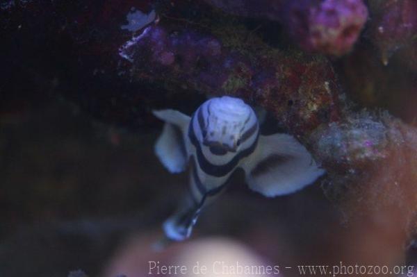 Blackbarred reefgoby