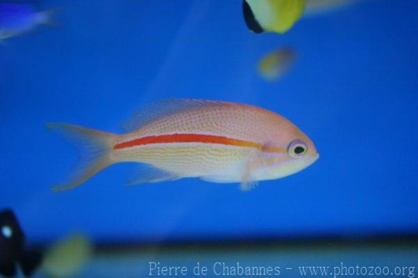 One-stripe anthias