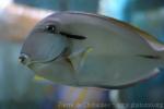 Epaulette surgeonfish