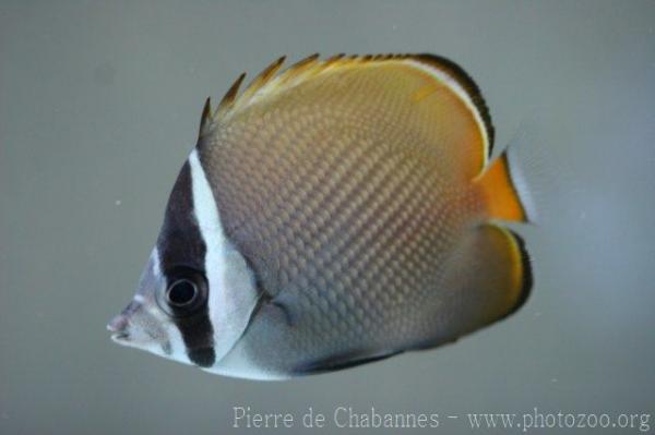 Redtail butterflyfish