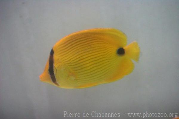 Andaman butterflyfish