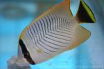 Chevron butterflyfish