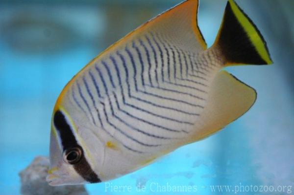 Chevron butterflyfish