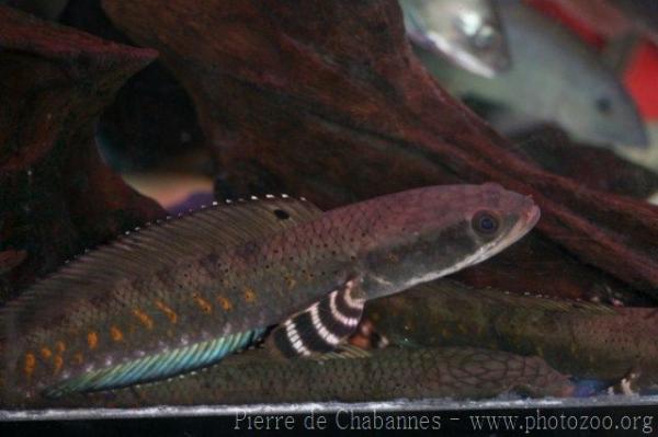 Beautiful snakehead