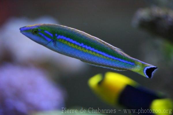 Splendid pencil wrasse