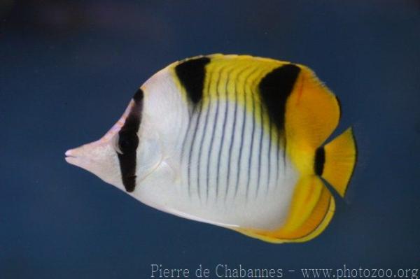 Blackwedged butterflyfish