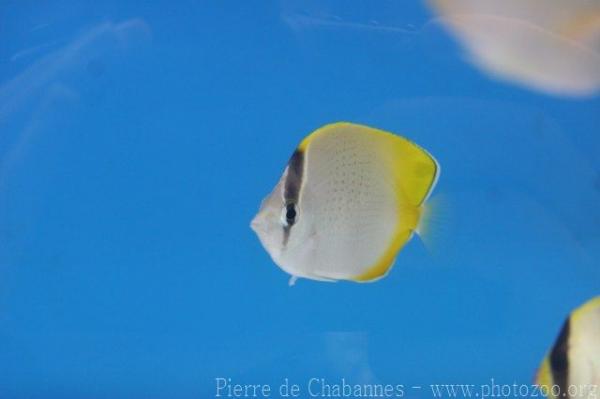 Crochet butterflyfish