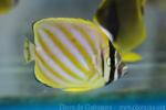 Ornate butterflyfish