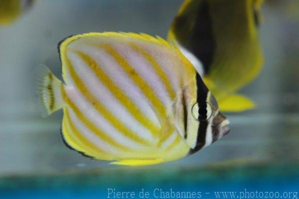 Ornate butterflyfish