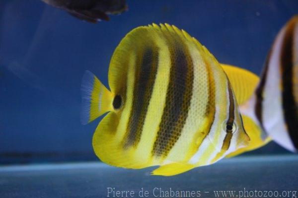 Rainford's butterflyfish