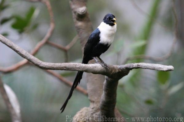 White-necked myna