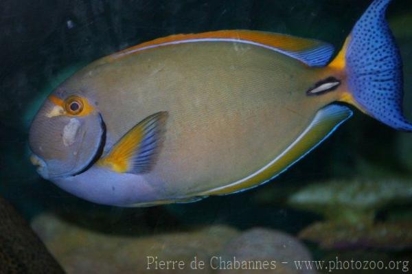 Eyestripe surgeonfish