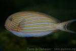 Lined surgeonfish