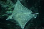 Ocellated eagle ray