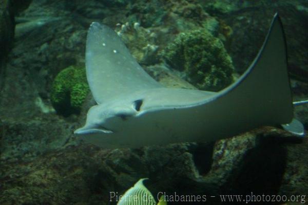 Ocellated eagle ray