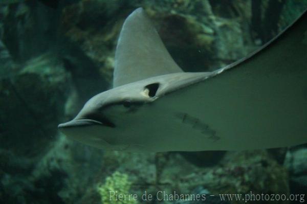 Ocellated eagle ray