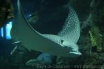 Ocellated eagle ray