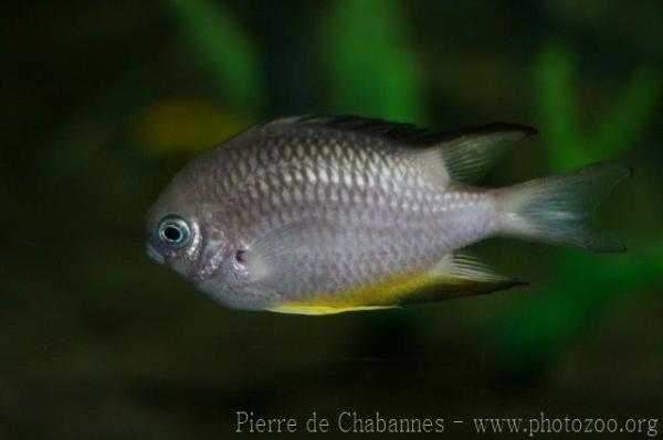 Yellowbelly damselfish *