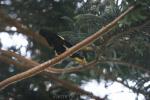 Golden-crested myna *