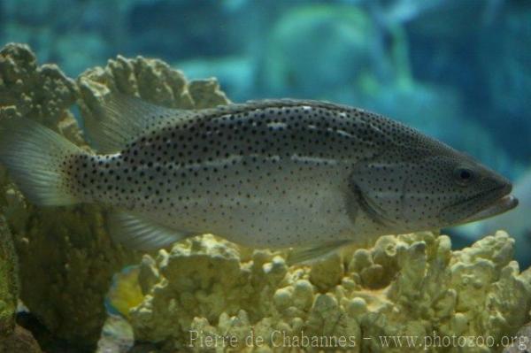 Slender grouper