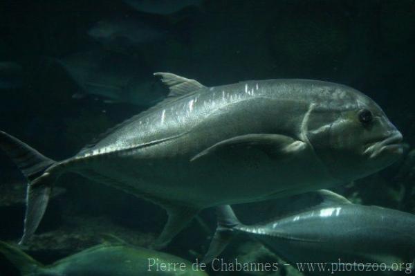 Giant trevally