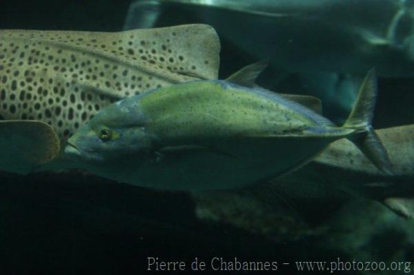 Bluefin trevally *