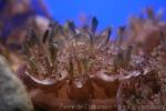 Ornate upside-down jellyfish