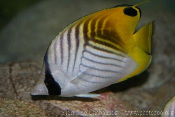 Threadfin butterflyfish