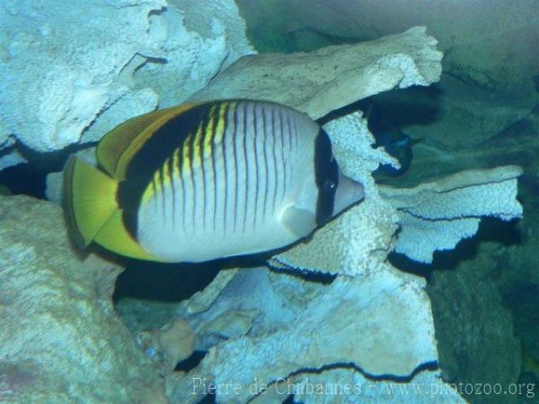 Lined butterflyfish