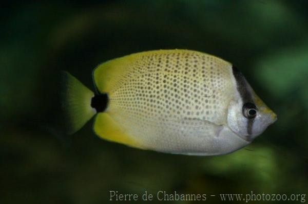 Millet butterflyfish