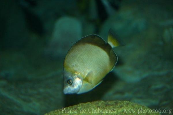 Japanese butterflyfish *