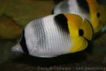 Pacific double-saddle butterflyfish