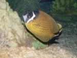 HongKong butterflyfish