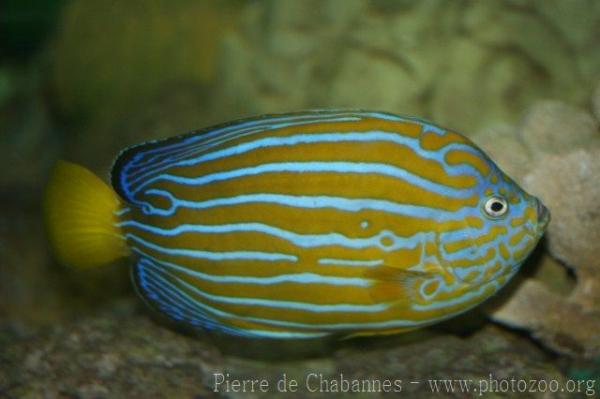 Bluestriped angelfish