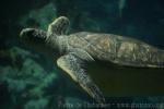 Pacific green sea-turtle