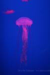 Purple-striped sea-nettle