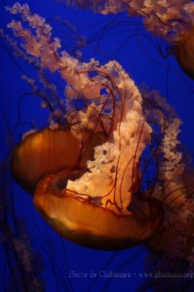 West Coast sea-nettle