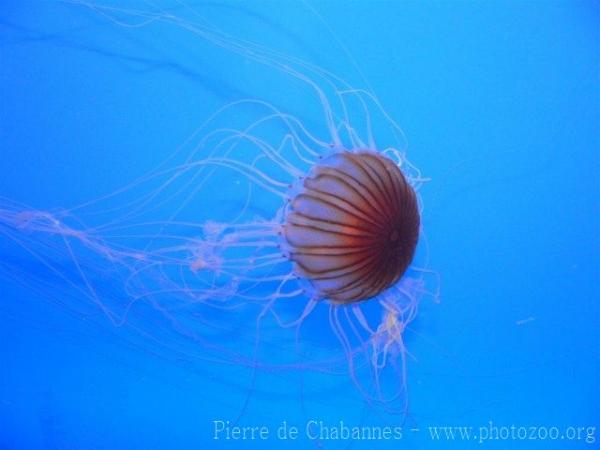 Japanese sea nettle