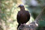 Pale-capped pigeon *