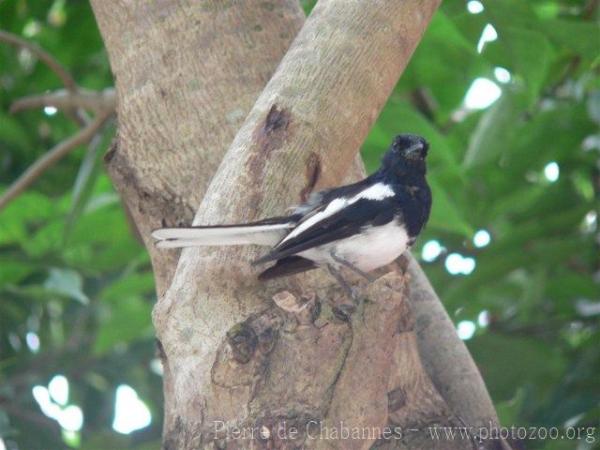 Oriental magpie-robin