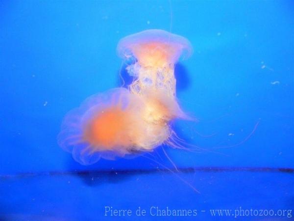 Lion's mane jellyfish