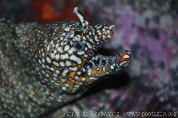 Dragon moray