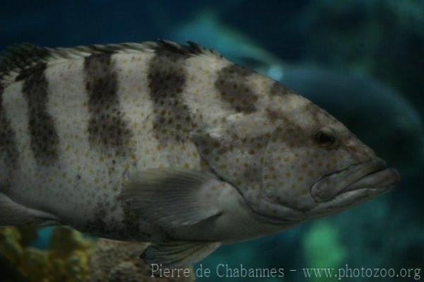 Orange-spotted grouper